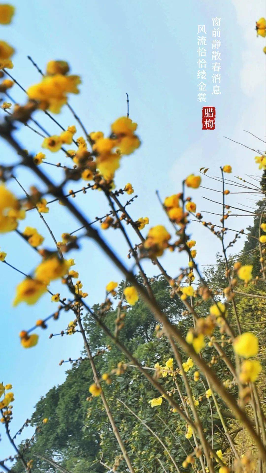 枝头|寒梅傲雪|重庆南山暗香浮动“花袭人”