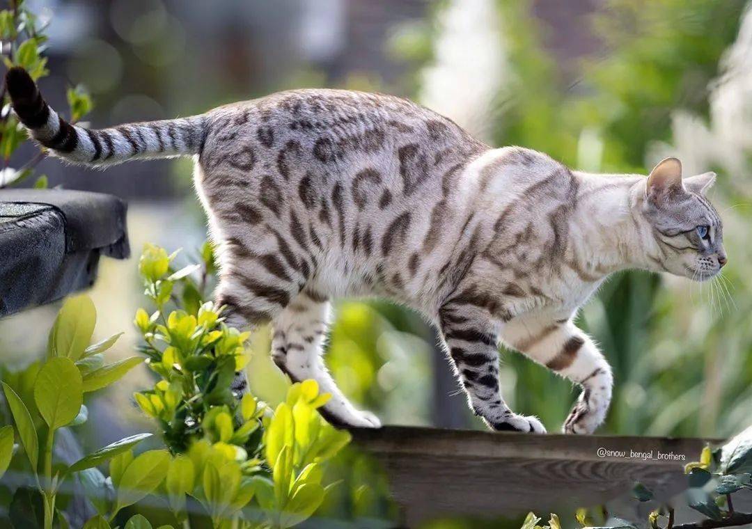 ilikedog根本不是我喜欢狗千万别搞错了音频版