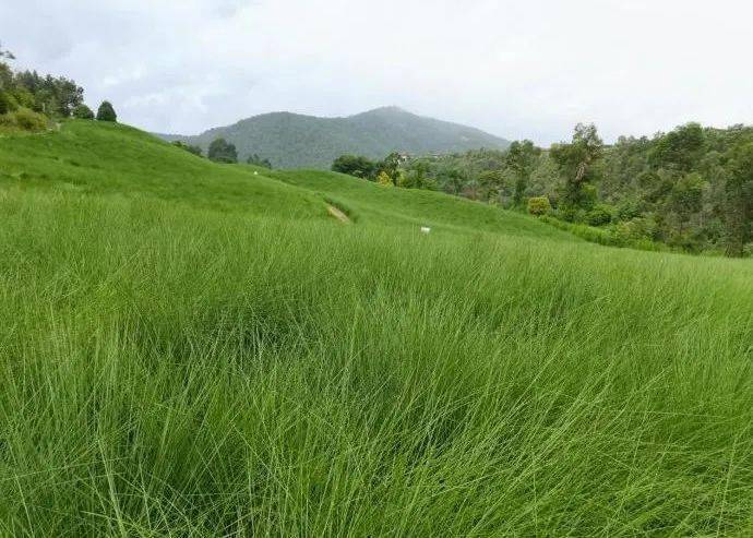玉山城花海开放啦