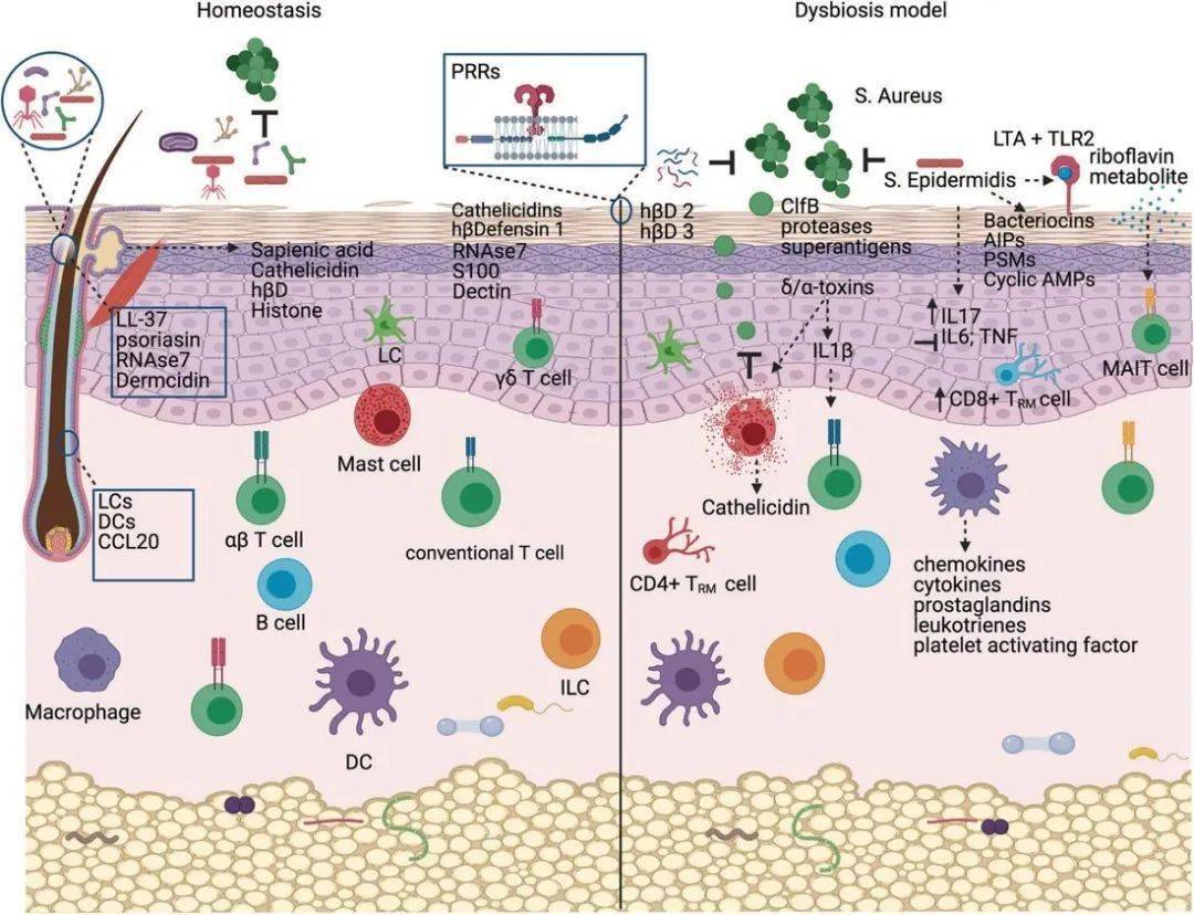 如何干预皮肤菌群维持皮肤健康
