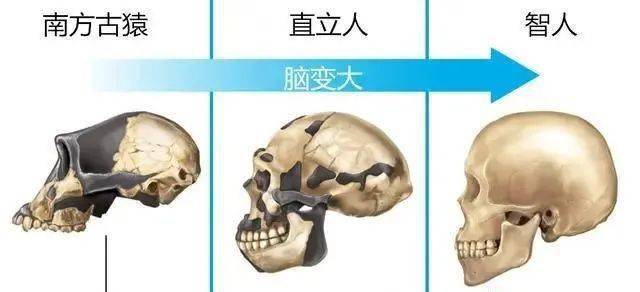 中更新世时期脑容量最大的古人类是谁，答案揭晓了！