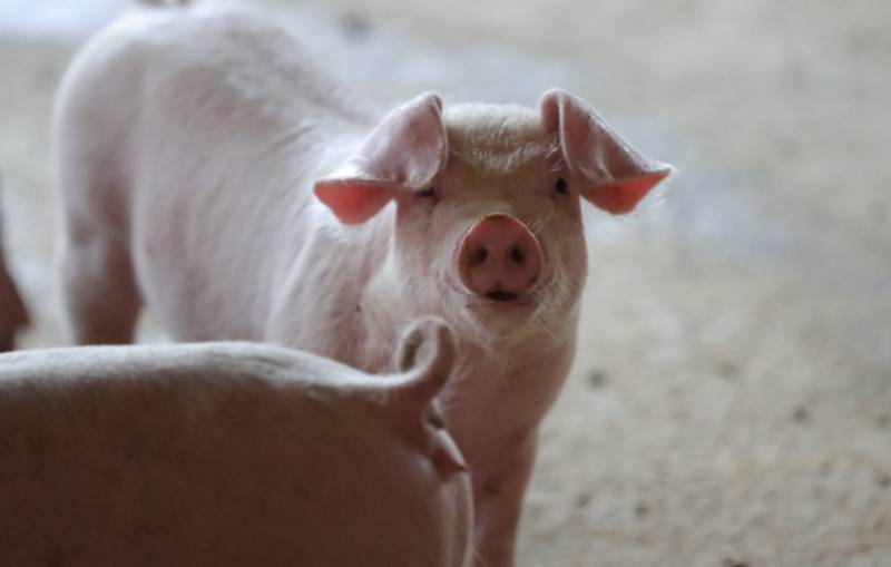 猪心|世界首例猪心脏移植引关注，为何选猪心？异种移植成功了吗？