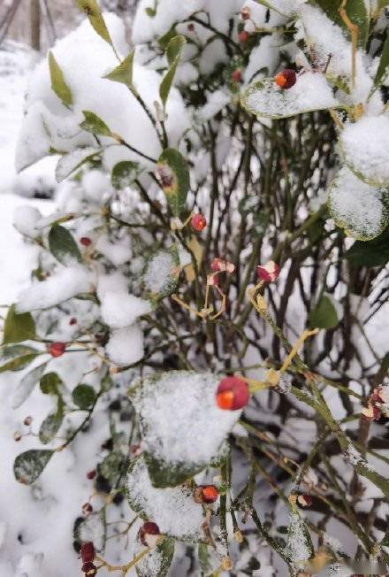 韩丽2022年第一场雪