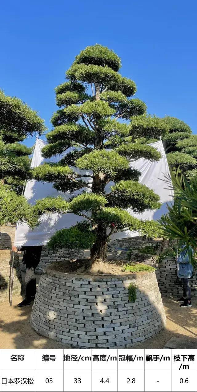 马后花园30公分以上45米高日本松超高性价比