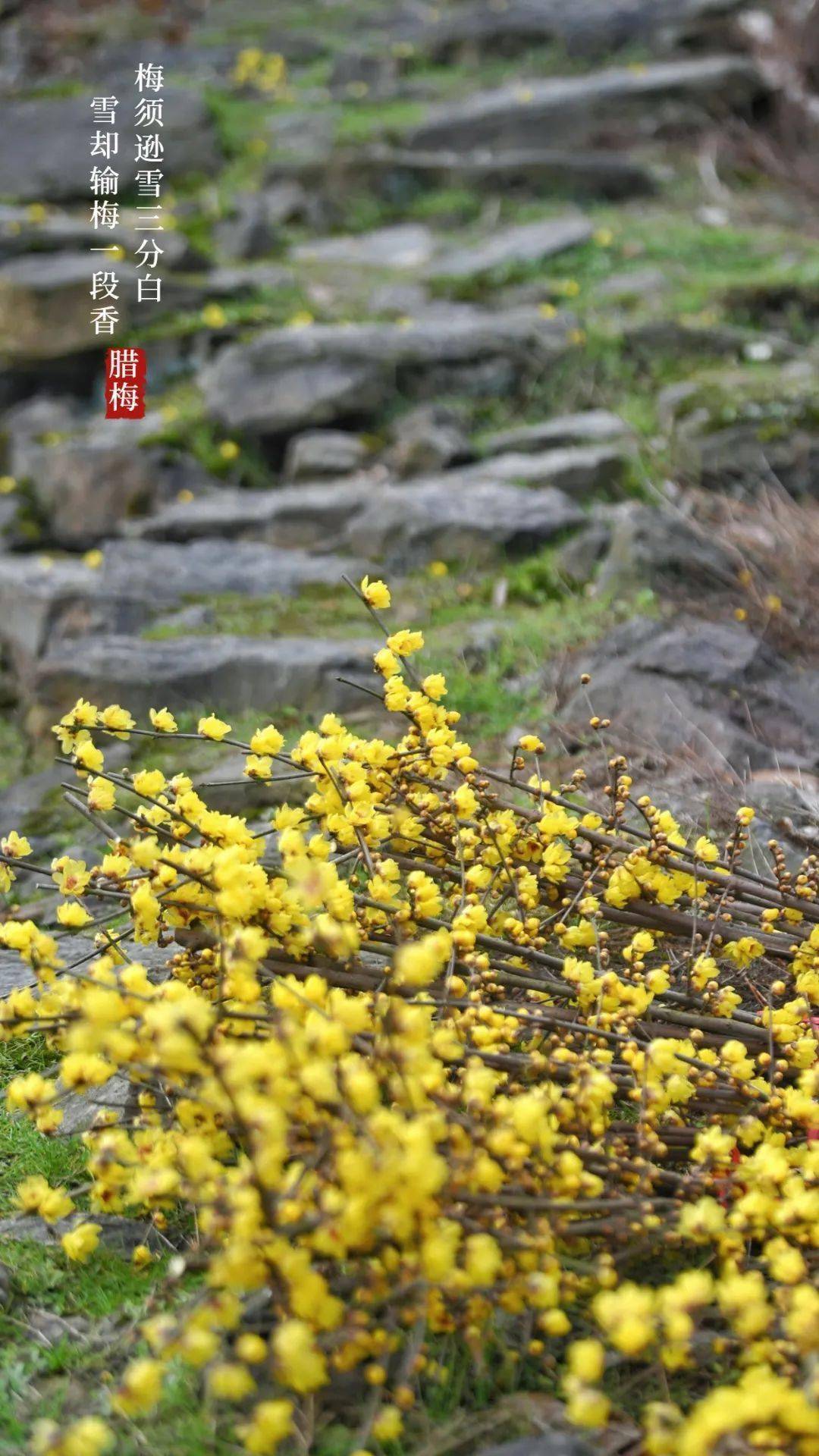 枝头|寒梅傲雪|重庆南山暗香浮动“花袭人”