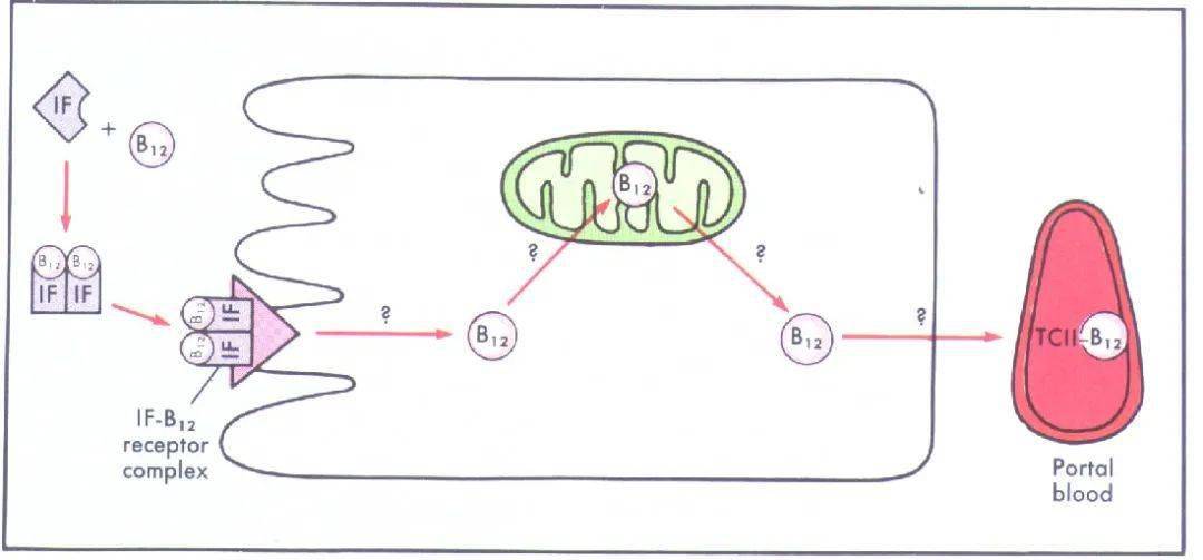 内脏胃液的分泌及其成分