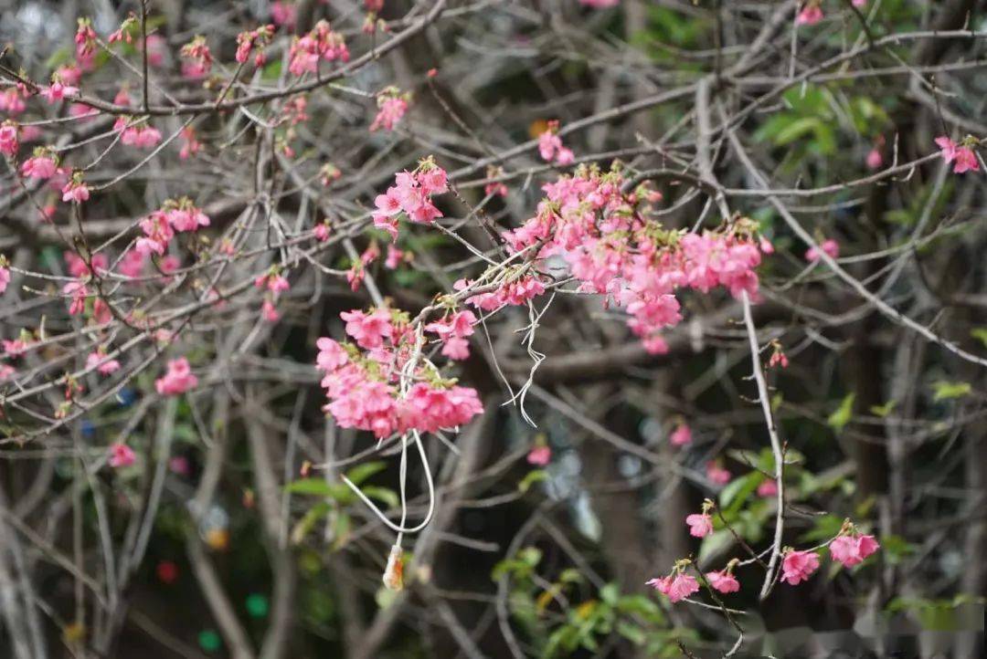 福州金鸡山公园樱花图片