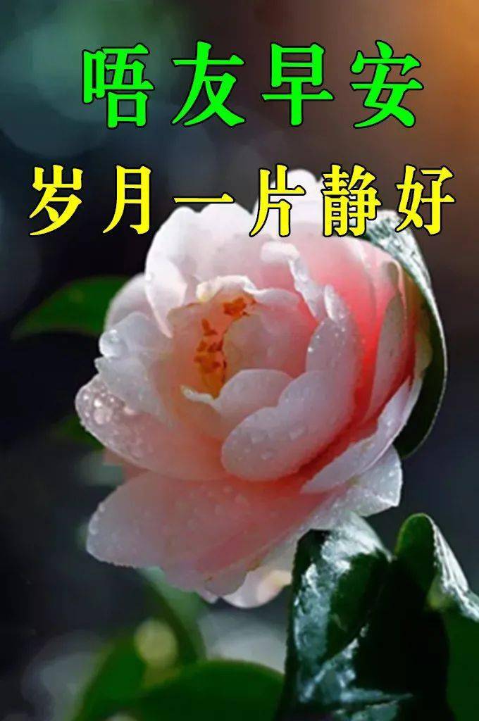 1月15日最漂亮早上好动态表情图片大全早晨好动图美图大全