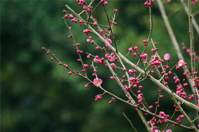 渝见梅花赏梅走起 广阳 重庆 公园
