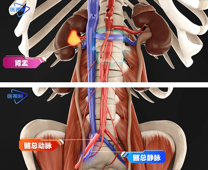 膀胱血管解剖图图片