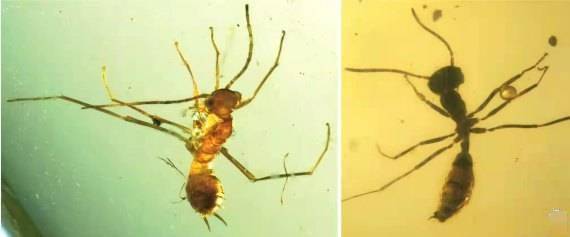 远古发现丨这种1亿年前的昆虫堪称“影帝”