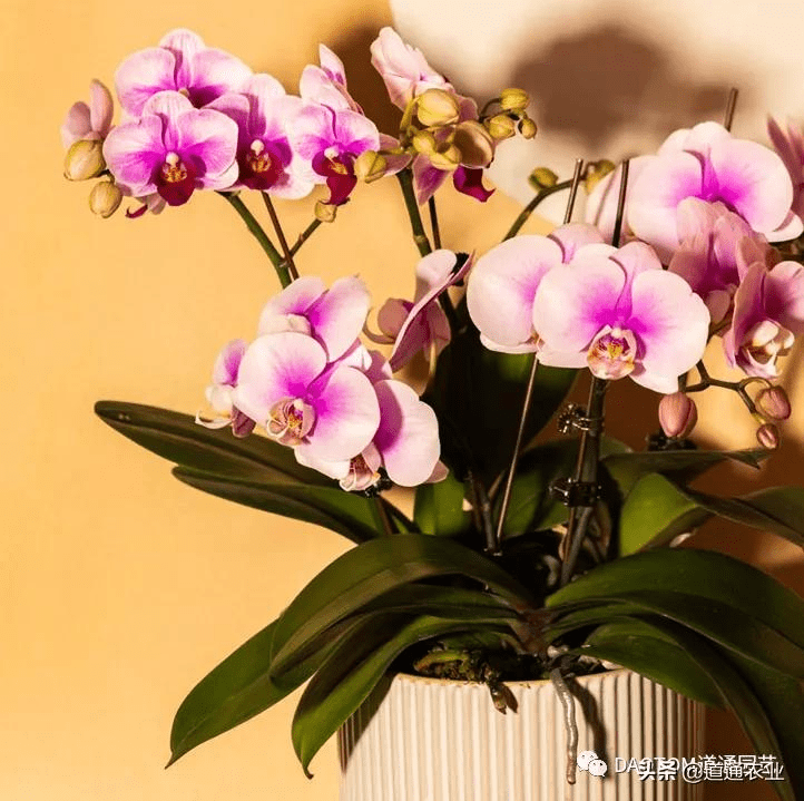 蝴蝶兰花期一般是多久 770113c49bfb4f478d8045b6a2ccf6bc.png