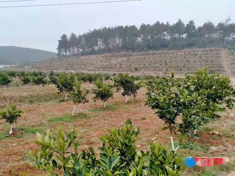 新宁县回龙寺镇荒山变身脐橙园构筑乡村振兴梦