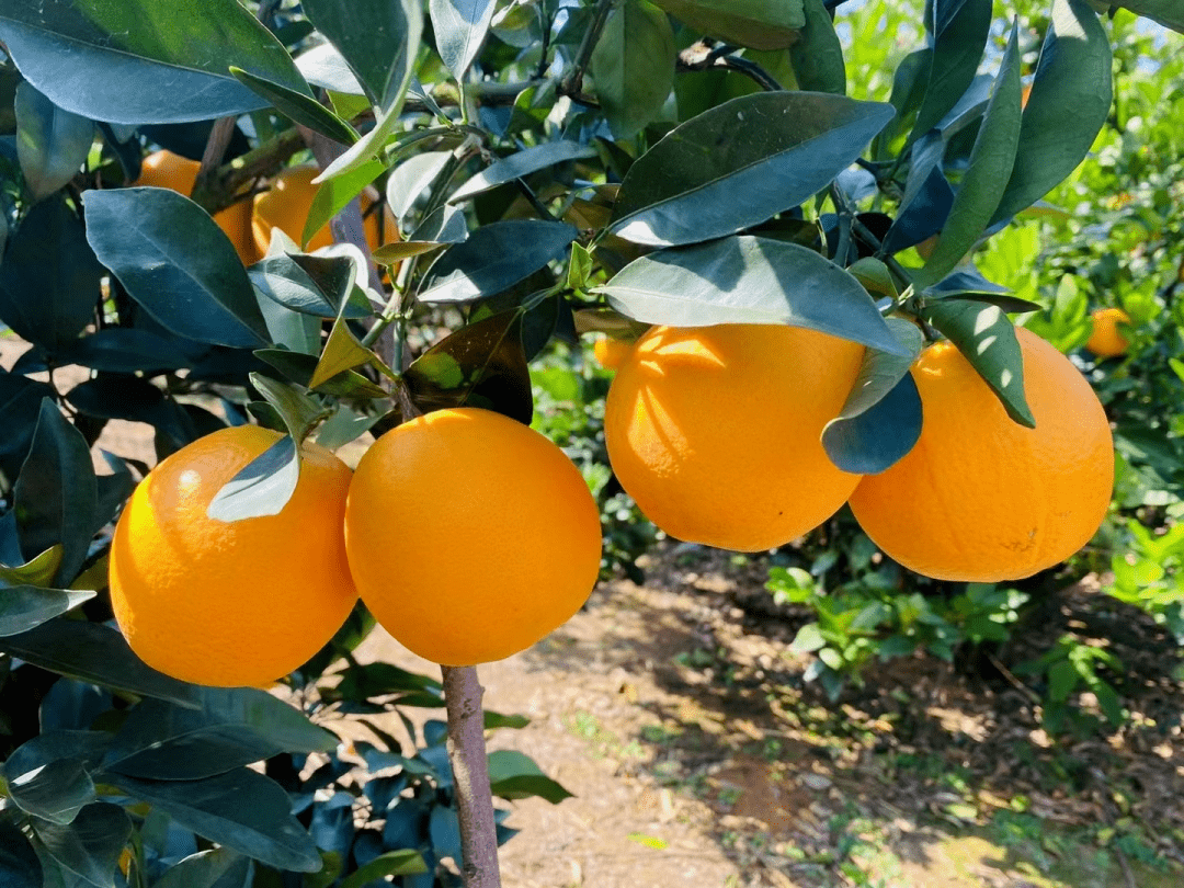 论好吃富川脐橙必有前三