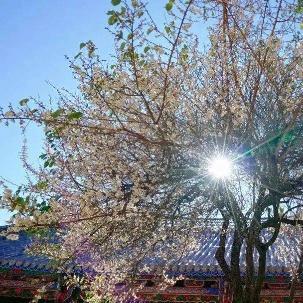 祥云:九鼎古刹梅花香_古梅_张敏来_嘉靖