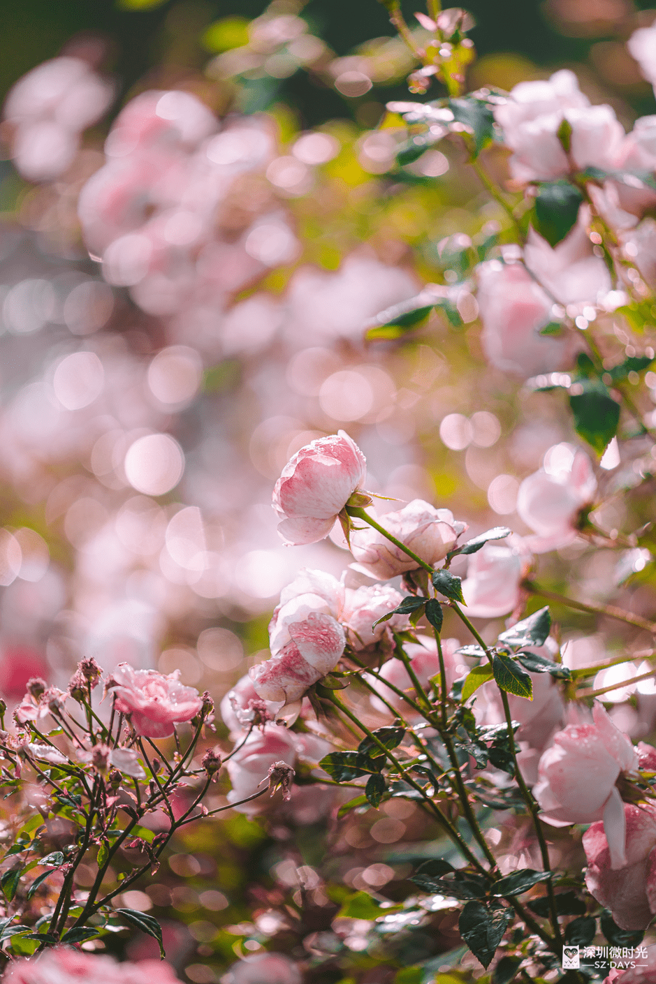 花海|2022年的第一片花海，被疫情给耽误了