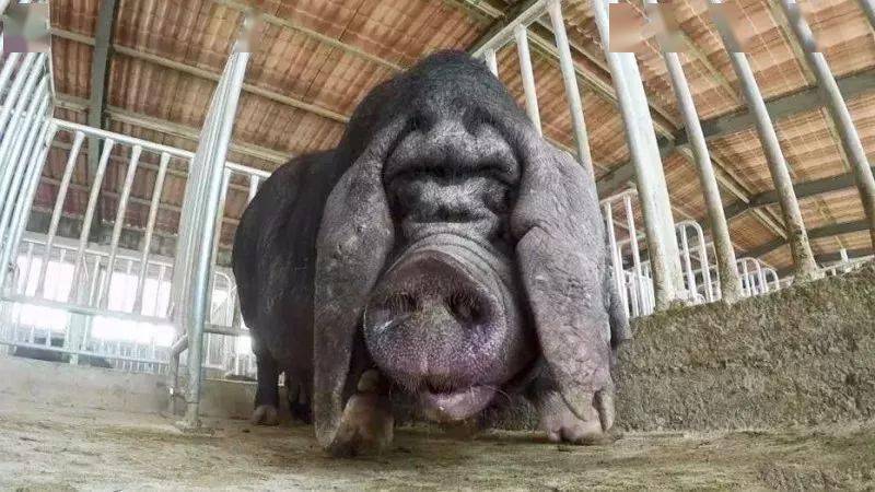 崇明沙乌头猪究竟好在哪