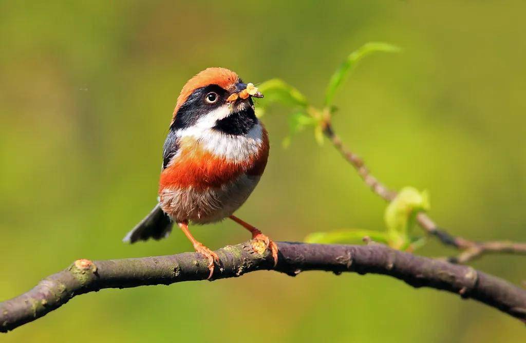 2020喜事临门红头喜鹊图