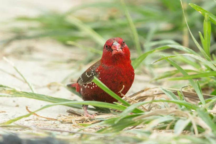 2020喜事临门红头喜鹊图