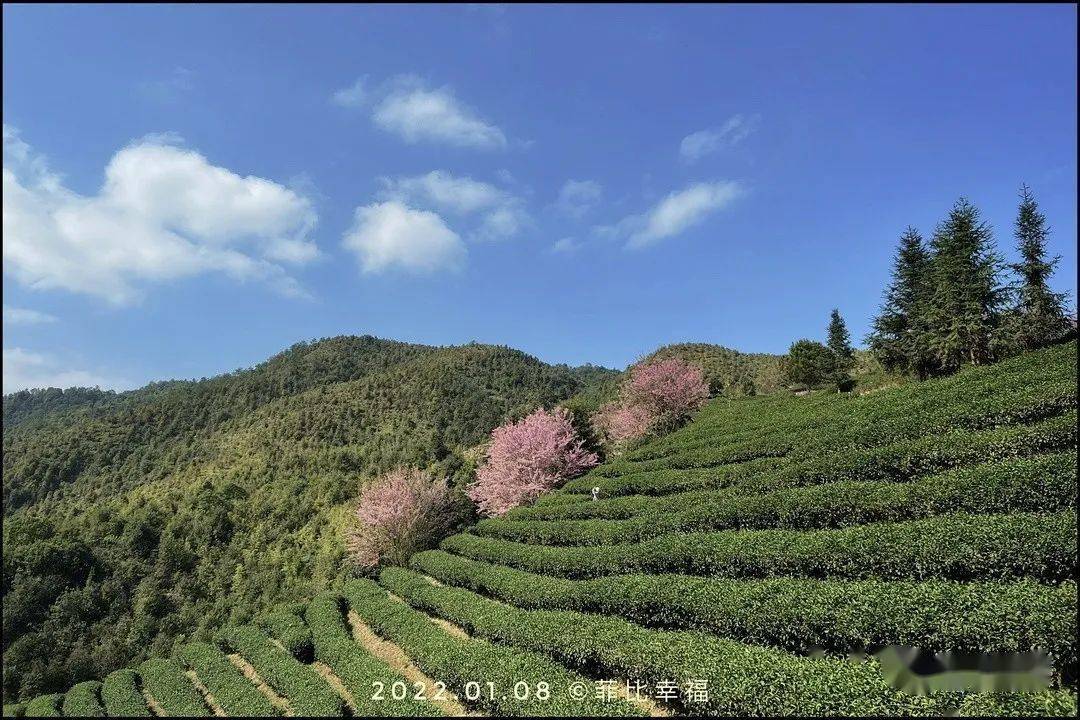 营盘|樱花醉游人，浪漫满茶园~来赴一场粉红的“浪漫”之约吧!