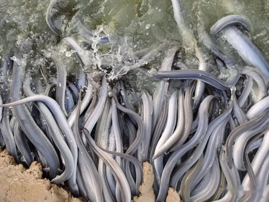 拓展rcep商机台山鳗鱼跃跃欲试