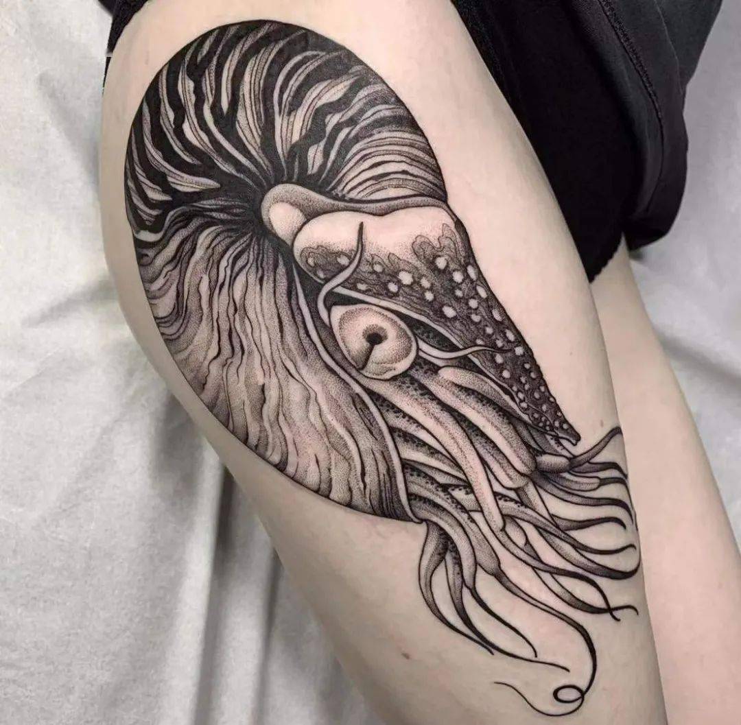 来自海洋的鹦鹉螺纹身_外壳_软体动物_珊瑚礁