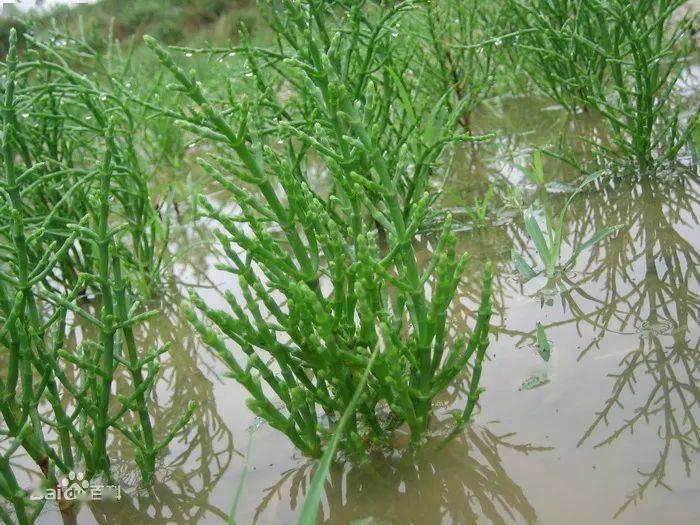 海芦笋这种长在盐碱地上矮矮的"野草"其貌不扬,一块地能长得非常茂盛