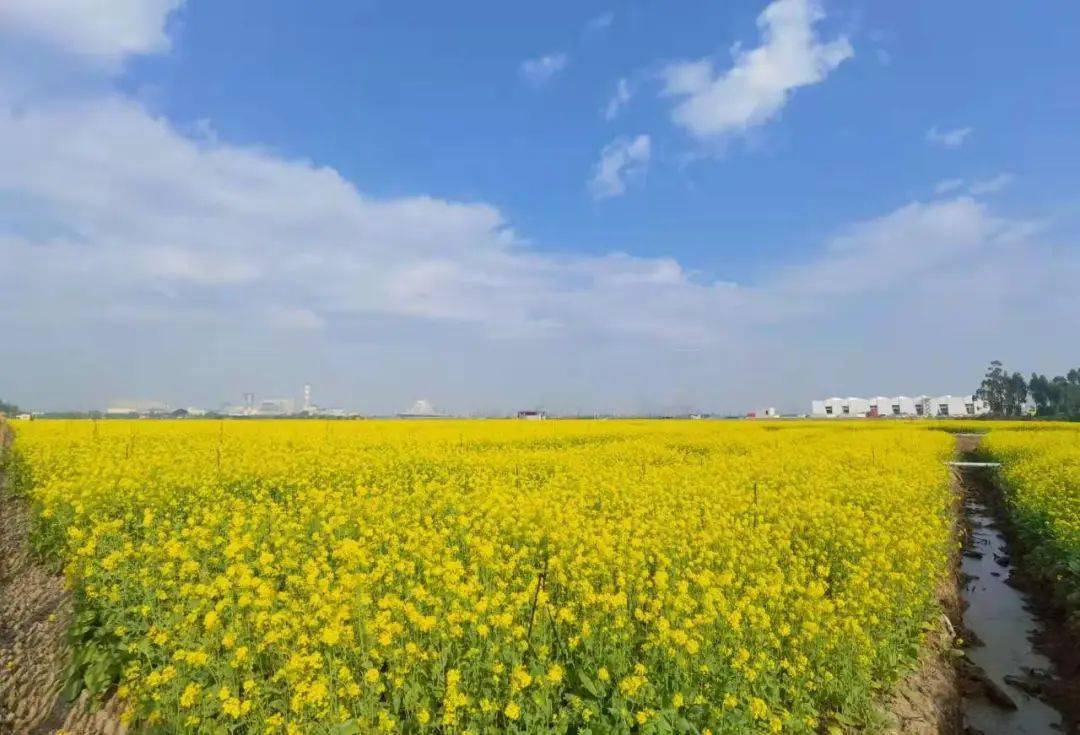 特价98元春节赏花赏南沙最美油菜花金色向日葵花海行摄特成沙映红落雨