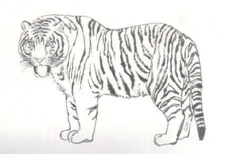 老虎结构示意图图片