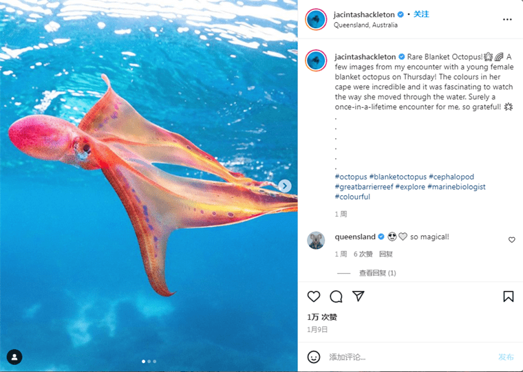 澳大利亚大堡礁海域拍到了罕见的毯子章鱼