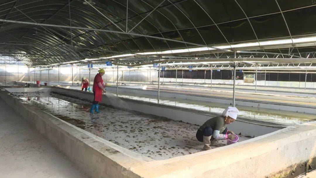 红河云白草药业菲牛蛭孵化养殖示范基地云百草菲牛蛭生态养殖基地负责