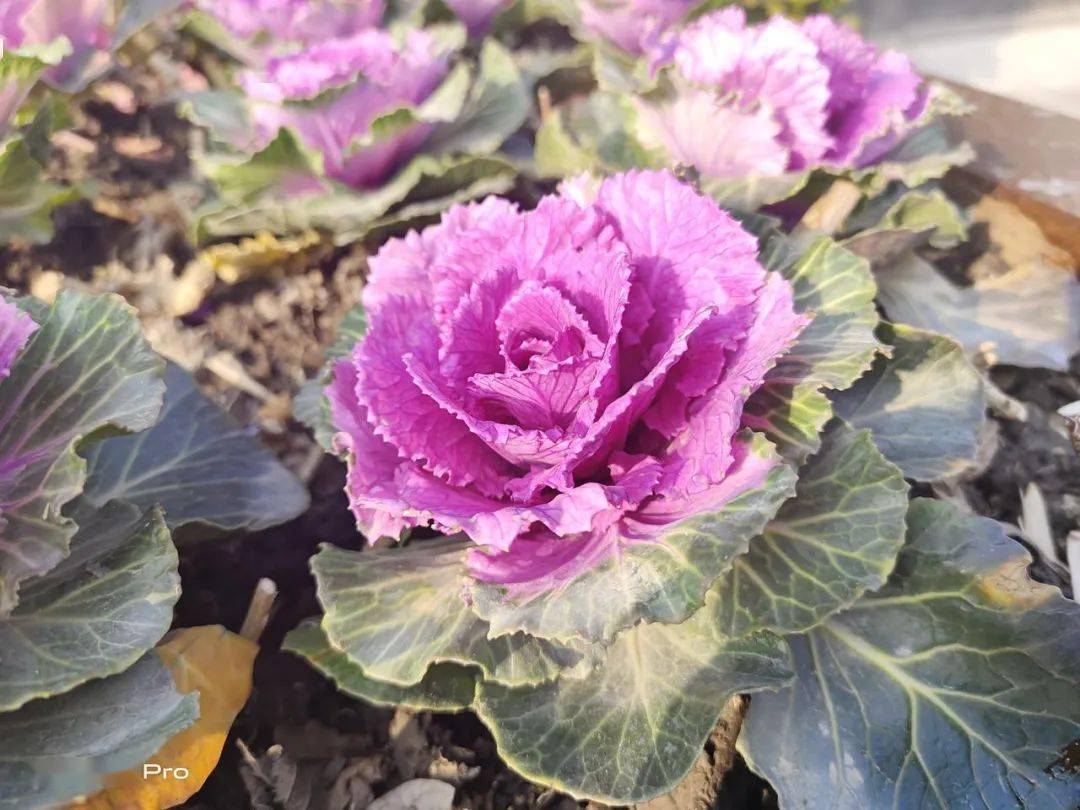 四款骁龙8系列手机拍照横评！各有各的离谱。。。