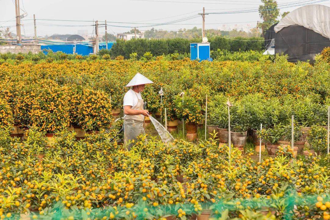 顺德年花年桔批发基地图片