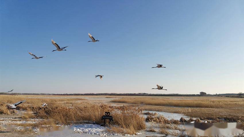 走进吉林白城向海村探索原生态的自然之美