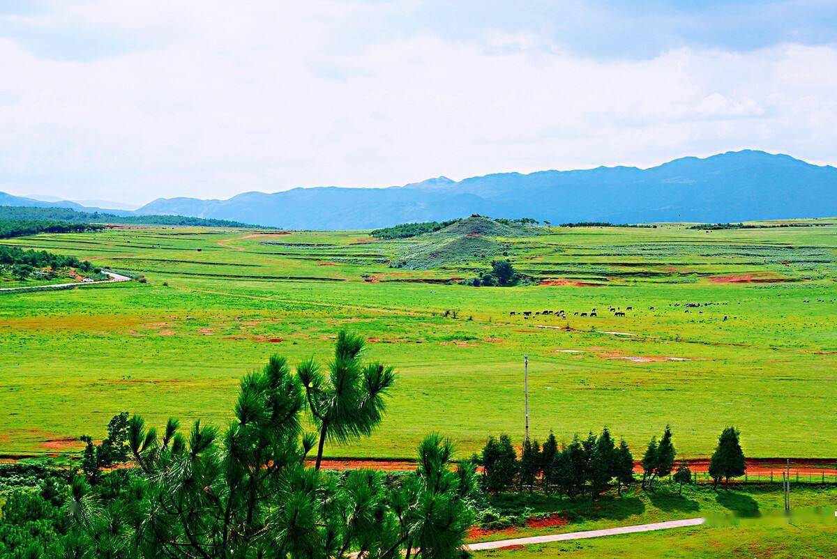 云南最美云上草原——北大营,蓝天白云之下,芳草萋萋,牛羊徜徉_高山上