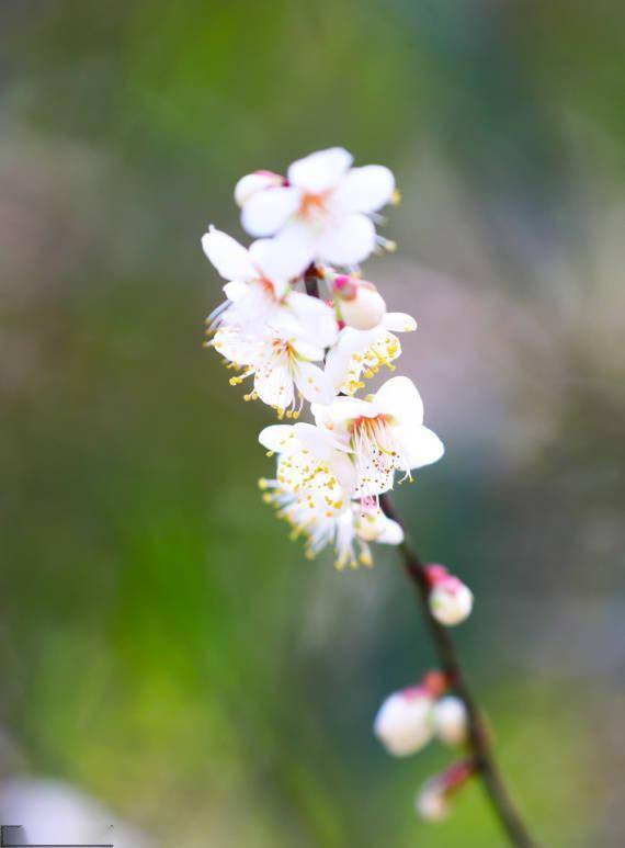 新田县|野樱花烂漫大瑶山