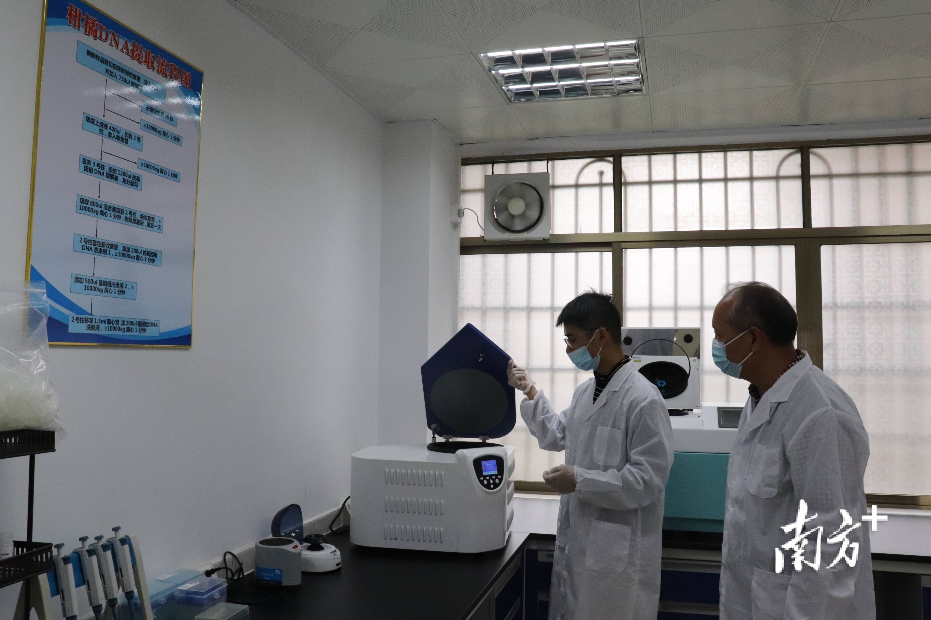 柑橘种植户福利来了佛冈农作物检测实验室日均可检50个黄龙病样本