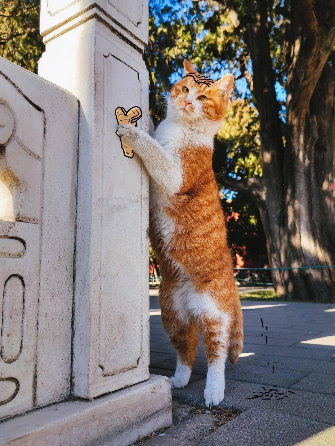 贺岁|顶流明星贺岁,送你全年表情包