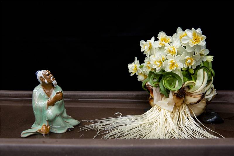 22新春市民水仙花展如约而至观展攻略请收下 雕刻 造型 花卉