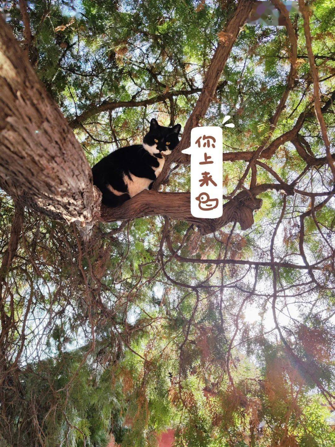 贺岁|顶流明星贺岁,送你全年表情包