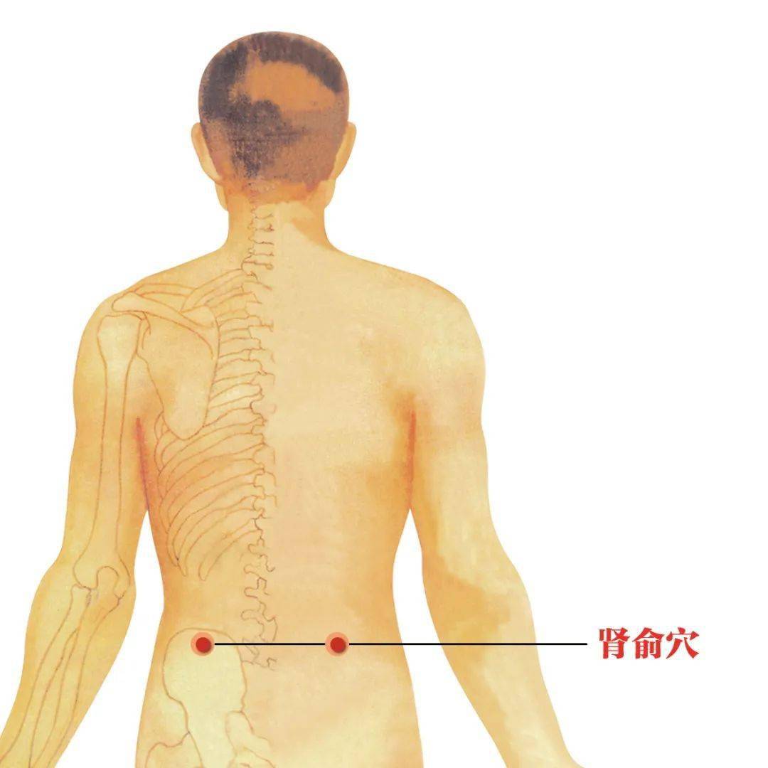 主要调节疾病 肾脏疾病 位置 肾俞在第二腰椎旁开1