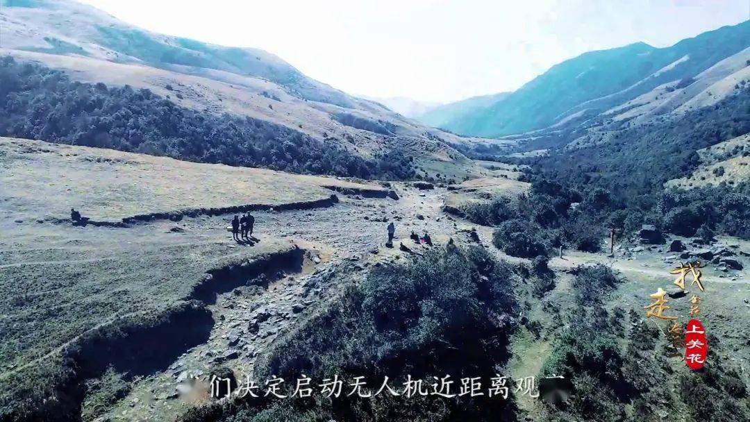 “上关花”到底是什么花？这部纪录片带您揭开苍山“金花”的面纱_大理_寻找_洱源县