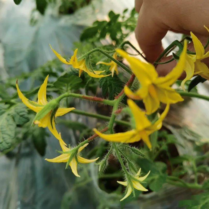 西红柿丨花芽分化不良,开花小,开花少怎么办?_方案_效果_寿光