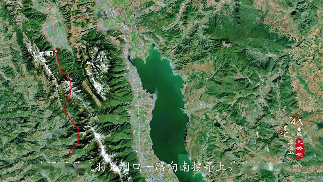 “上关花”到底是什么花？这部纪录片带您揭开苍山“金花”的面纱_大理_寻找_洱源县