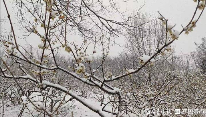 含香吐蕊！济南千佛山公园腊梅花傲立雪中