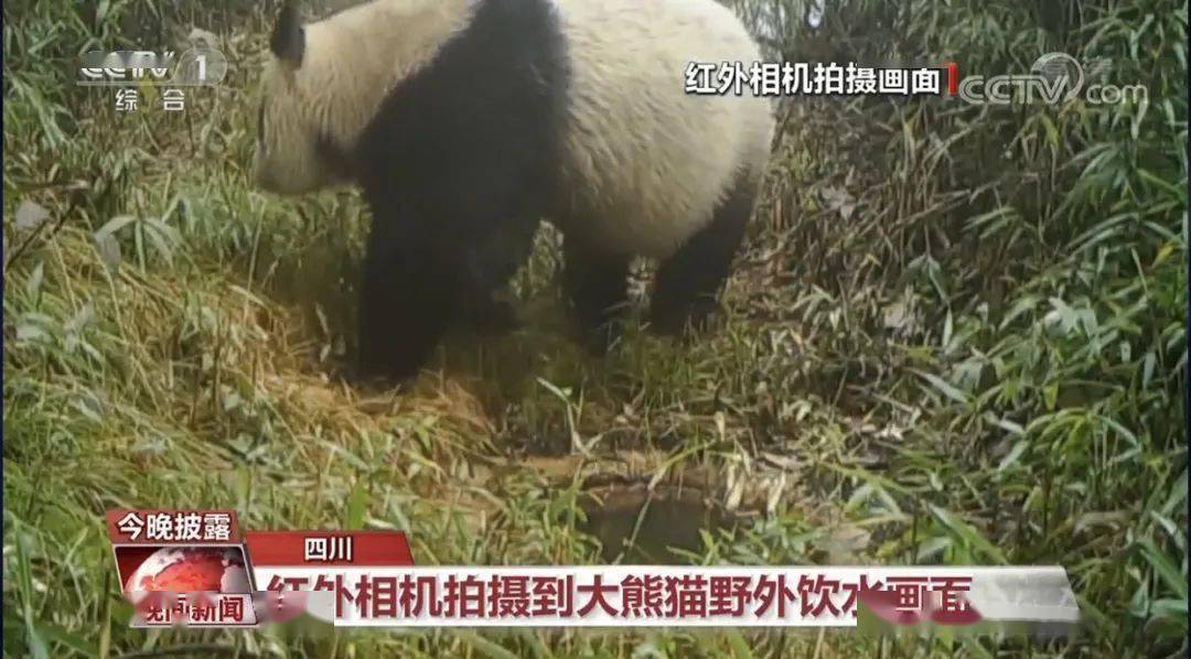 大熊猫|央视集中报道！都江堰红外相机拍摄到大熊猫野外饮水画面！