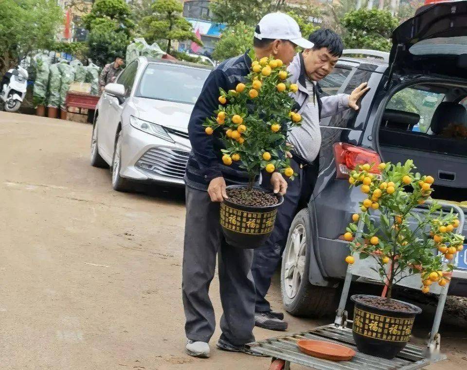 是時候去一趟欽州花鳥市場了,人氣開始旺了……_年桔_盆栽_網友