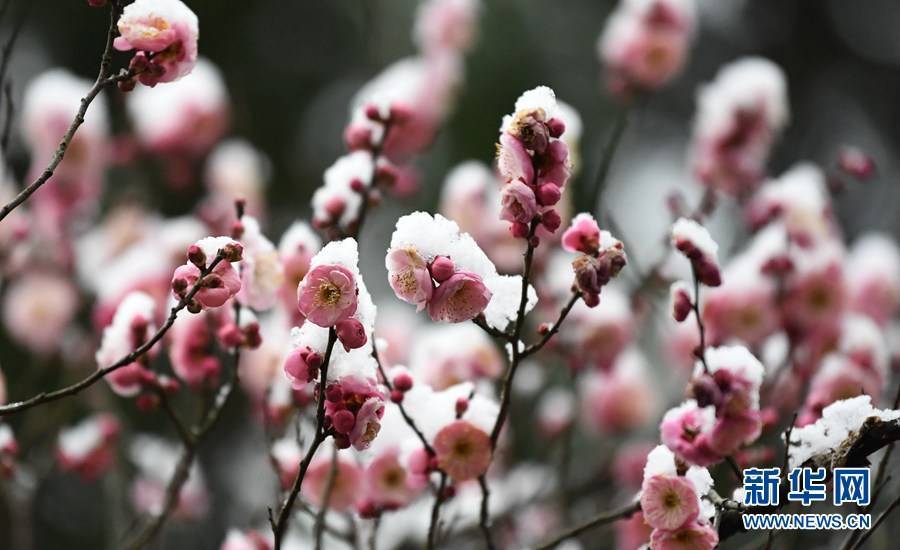 梅花|湖北保康：雪后梅花美如画