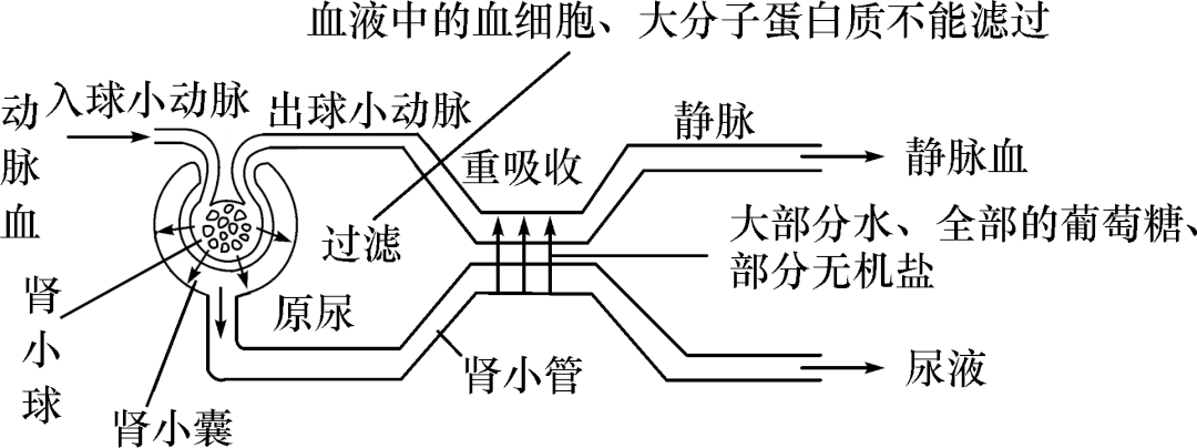 18眼与视觉19耳与听觉20反射弧21人体主要的内分泌腺22关节的结构23人