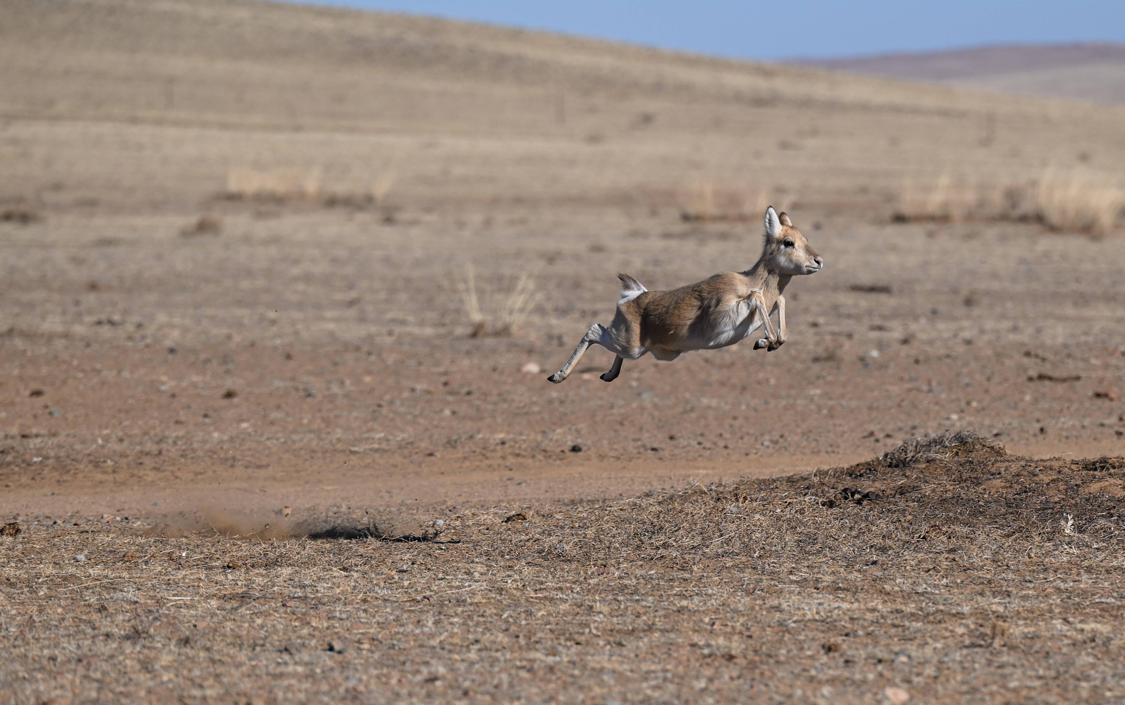 黄羊妈妈乌伊汗守护草原精灵